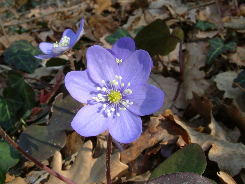 Hepatica nobilis / Erba trinit